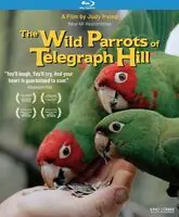 Must Have Wild Parrots Of Telegraph Hill / (Ac3 Anam Sub)